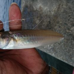 終盤を迎えた播磨新島のキス