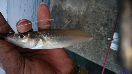 終盤を迎えた播磨新島のキス