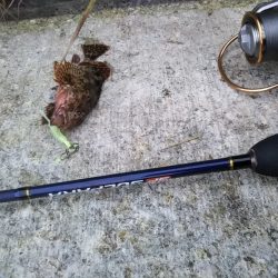 鱗付けはチビガシラ