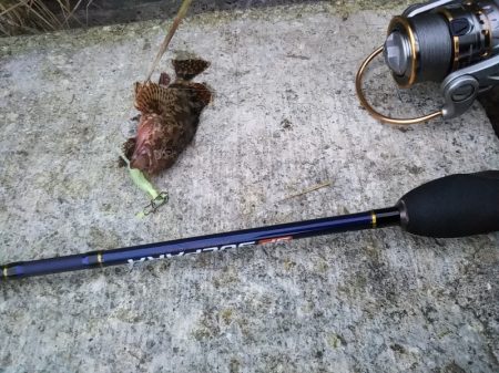 鱗付けはチビガシラ