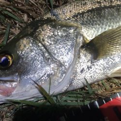 円山川シーバス