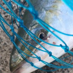 相変わらずの、、