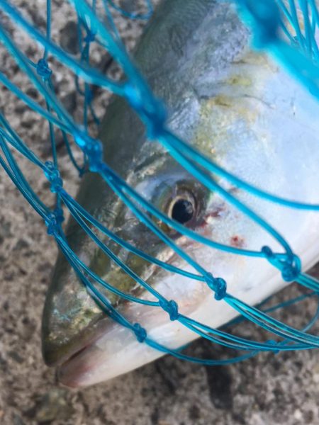 相変わらずの、、