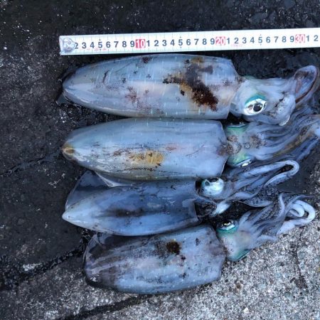 佐渡ヶ島エギング 36回目