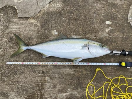 太刀魚F4からのメジロ