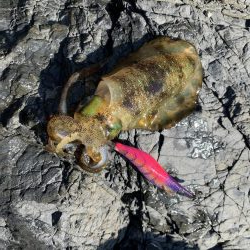 アオリイカ新子好調