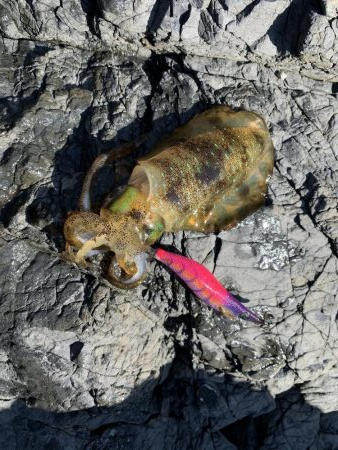 アオリイカ新子好調