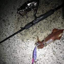 激流渋々エギング