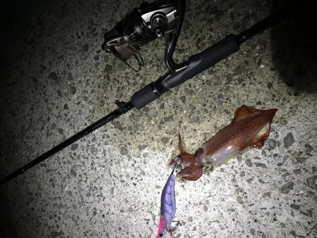 激流渋々エギング