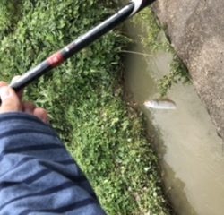 10分フィッシング