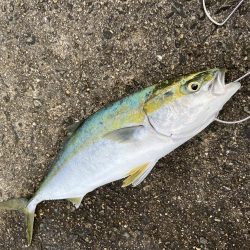 メジロリベンジ