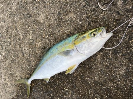 メジロリベンジ