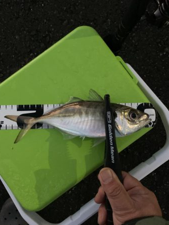 アジング(大潮→中潮)