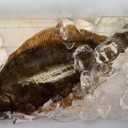 40ジャスト ヒラメ