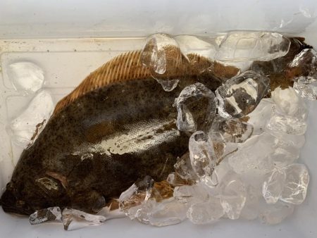 40ジャスト ヒラメ