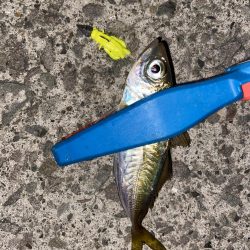 アジングの地合い