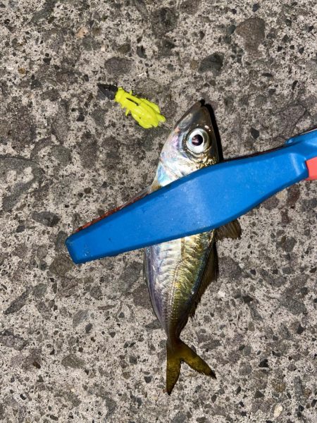 アジングの地合い