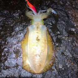 2020 佐渡ヶ島エギング 21回目