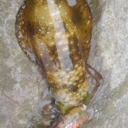 台風は、それたがイカは❓