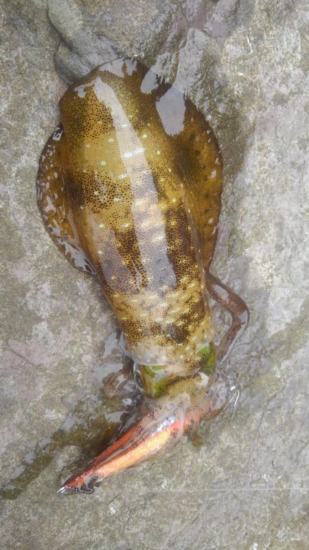 台風は、それたがイカは❓