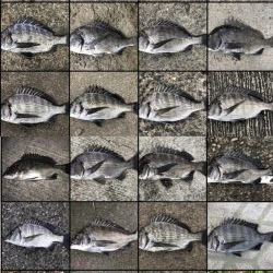 イチノ兄弟、釣果!