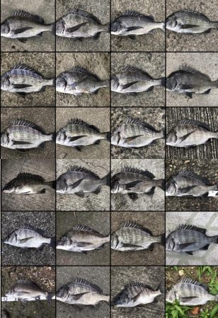 イチノ兄弟、釣果!