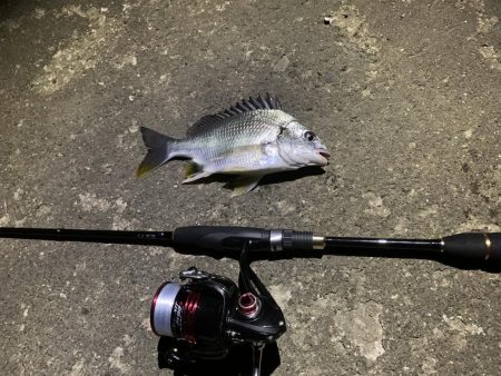 河口ライトゲーム！リフト&フォール…