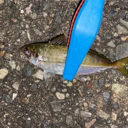 寒さ堪えるアジング