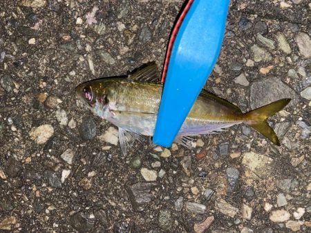 寒さ堪えるアジング