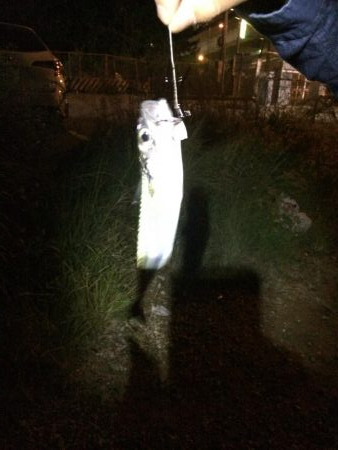 今年のタチウオ