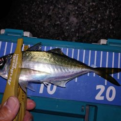 アジング自己最多!