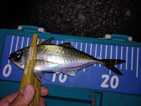 アジング自己最多!