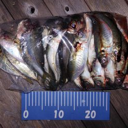 アジング自己最多記録再更新