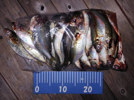 アジング自己最多記録再更新