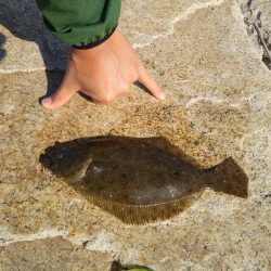 フラットフィッシュゲーム