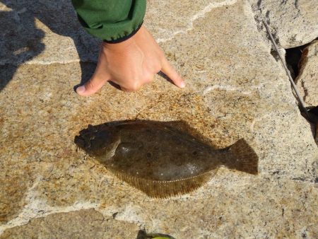 フラットフィッシュゲーム