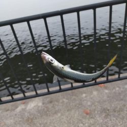 サバ釣りの外道！？