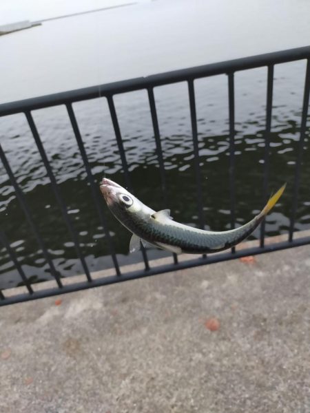 サバ釣りの外道！？