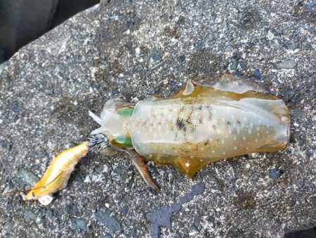 ダイソーエギで