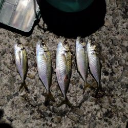 やっと普通にアジング