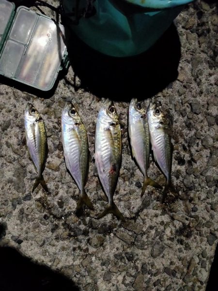 やっと普通にアジング