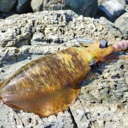 なんとかイカの姿が見れました