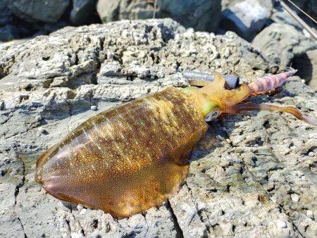 なんとかイカの姿が見れました