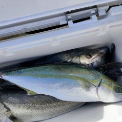 久々のシーバス、ハマチ