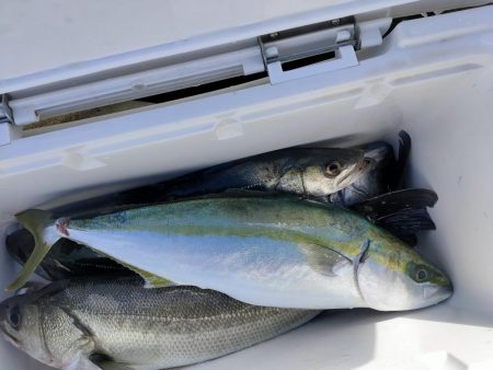 久々のシーバス、ハマチ