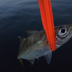 サイズが出ない