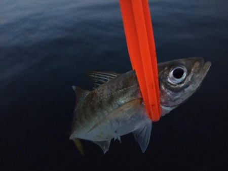 サイズが出ない