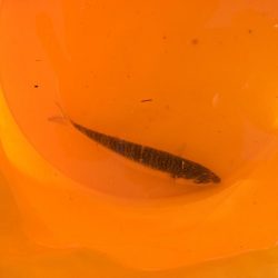 サビキも釣れない