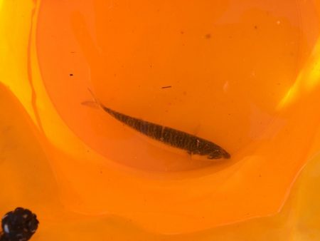 サビキも釣れない