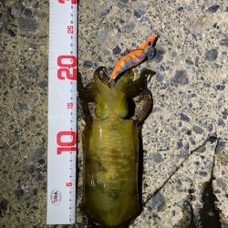 釣り人なら・・・